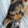 友達の家で生まれた、子猫です！ サムネイル2