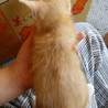 友達の家で、飼っている猫が生んだ赤ちゃんです！ サムネイル2