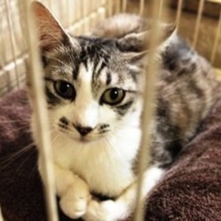 ドレミ　推定３歳・メス