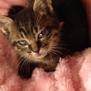 子猫 キジトラのオス