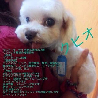 マルチーズのクヒオ君