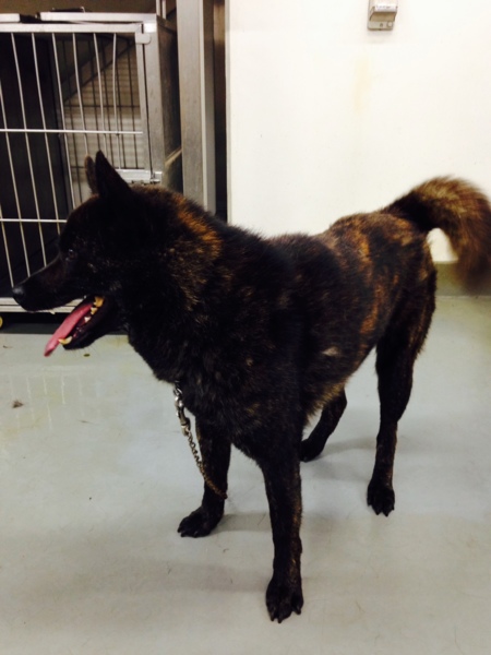 性格イチオシ 甲斐犬mi 岡山県 犬の里親募集 ペットのおうち 月間利用者150万人
