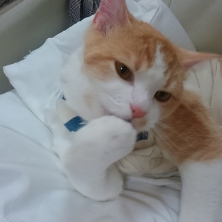 ｼﾛと茶色のマンチカン1歳