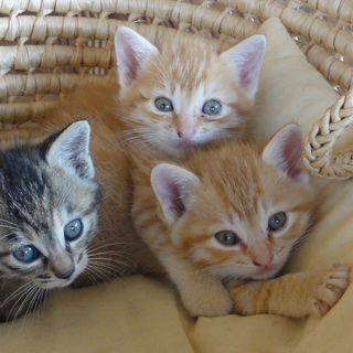 子猫の四兄弟です
