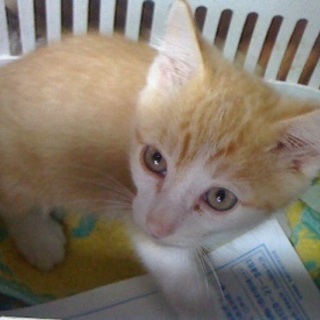 人懐っこい子ねこの兄弟