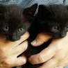 子猫（黒猫）２匹一緒での里親募集です サムネイル1
