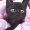 子猫（黒猫）２匹一緒での里親募集です サムネイル2