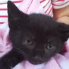 子猫（黒猫）２匹一緒での里親募集です サムネイル3