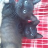 子猫（黒猫）２匹一緒での里親募集です サムネイル4