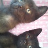 子猫（黒猫）２匹一緒での里親募集です サムネイル5