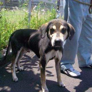 明日処分のこの子を助けてください