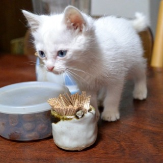 子猫の里親さん募集！