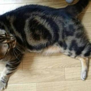 可愛いがってもらえる方