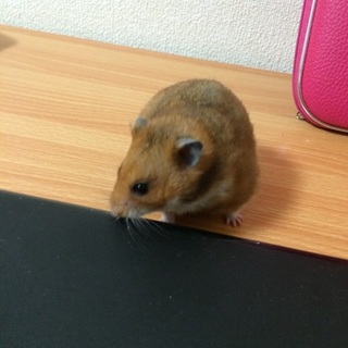 ゴールデンハムスター里親募集中！