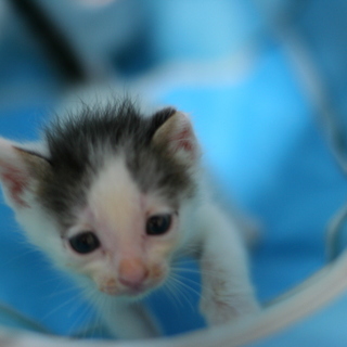 白ぶちの女の子