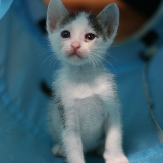 白ぶちの男の子