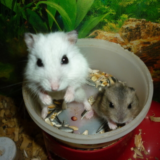 里親の皆様へ　「　ありがとうございました　」