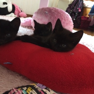 可愛がってくださる方、お願いします