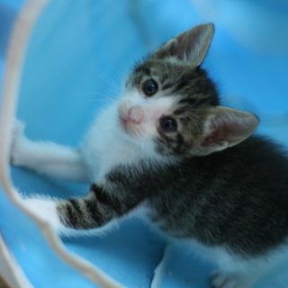 白キジの男の子