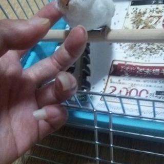 セキセイインコ幼鳥の里親さま探してます