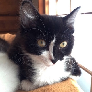 ユニークフェイスのサチちゃん