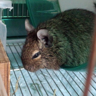 デグー♂3歳