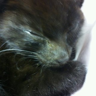 子猫を保護しました。