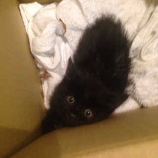 もふもふ黒猫くん。里親様募集中！