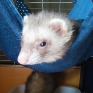 パスバレーフェレット♀2匹の里親募集