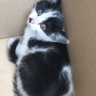 子猫飼ってくれる方連絡下さい！