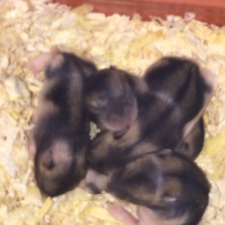 ジャンガリアンハムスターの赤ちゃん  里親募集