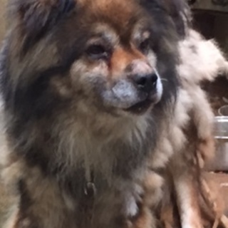 緊急募集！！殺処分回避にご協力お願いします