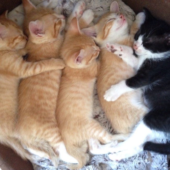 芋ちゃんのカバー写真