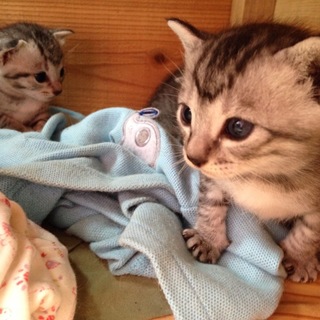 ❤️アメリカンショートヘアーの可愛い女の子❤️