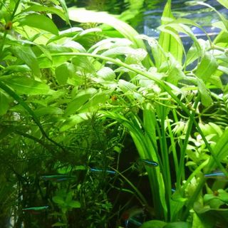 レッドラムズホーン　稚貝