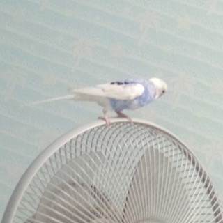 セキセイインコ里親募集します(札幌)