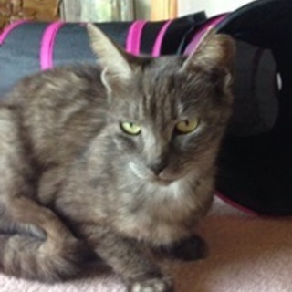 もこちゃん　グレーの女の子　2歳