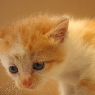 保健所を避けたいのでよろしくお願いします