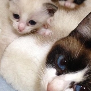 不妊手術済み！里親さん募集中！！