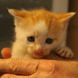 保健所を避けたいのでよろしくお願いします