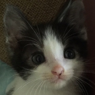 丸っこくて元気な優等生子猫