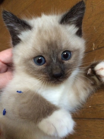 シャムちゃん シャム風ふわふわ☆大豆ちゃん」福島県 - 猫の里親募集(70890