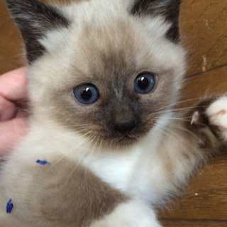 シャム風ふわふわ☆大豆ちゃん