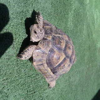 ギリシャ陸ガメです！