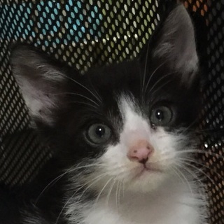 固太りで元気な優等生子猫