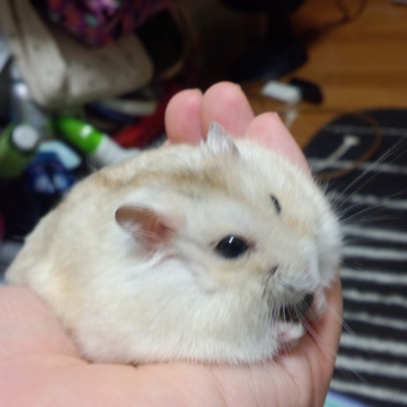 普通のハムスターより、倍くらい大きい子です。