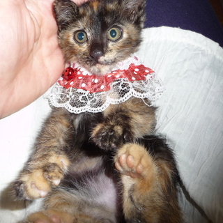 この子の家族になって下さい