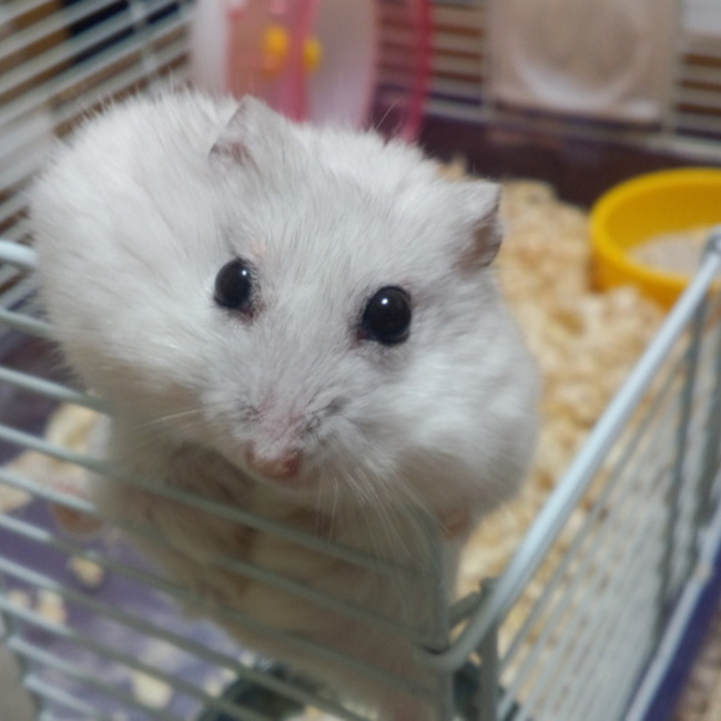 ニカワのカバー写真