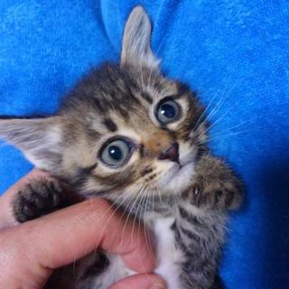 キジトラ♀生後1ヶ月齢のノワ♡ご家族さま決定！