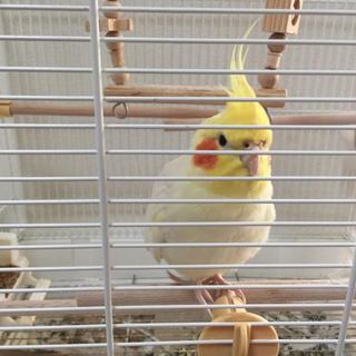 【関東・多摩市】オカメインコの里親を募集します！